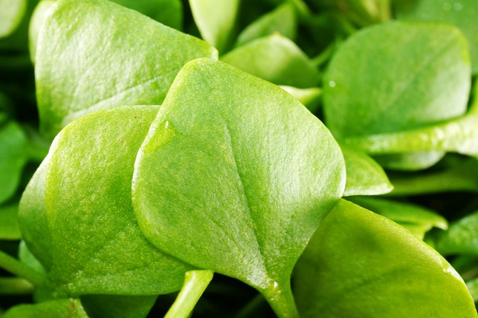 postelein-portulak-dsc04939a