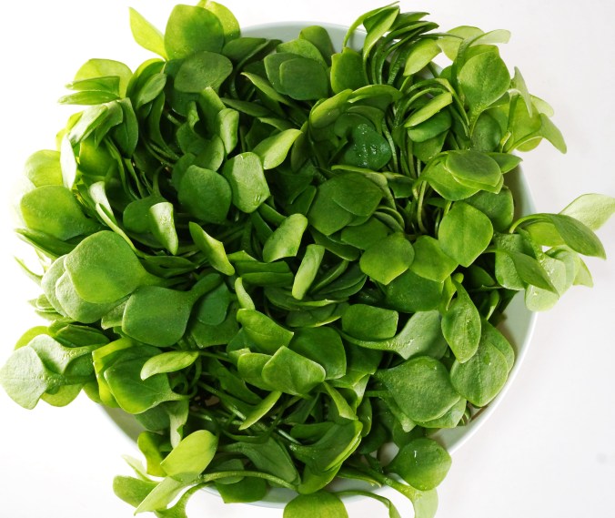 Postelein Portulak DSC04943a.JPG