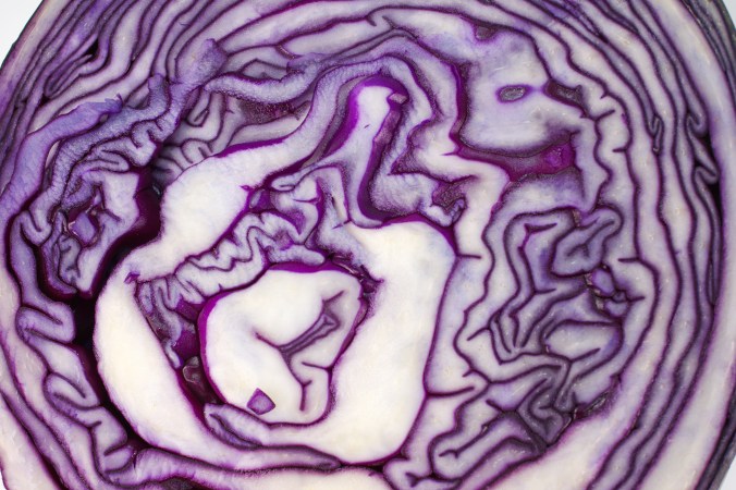 Rotkohl DSC08979.jpg