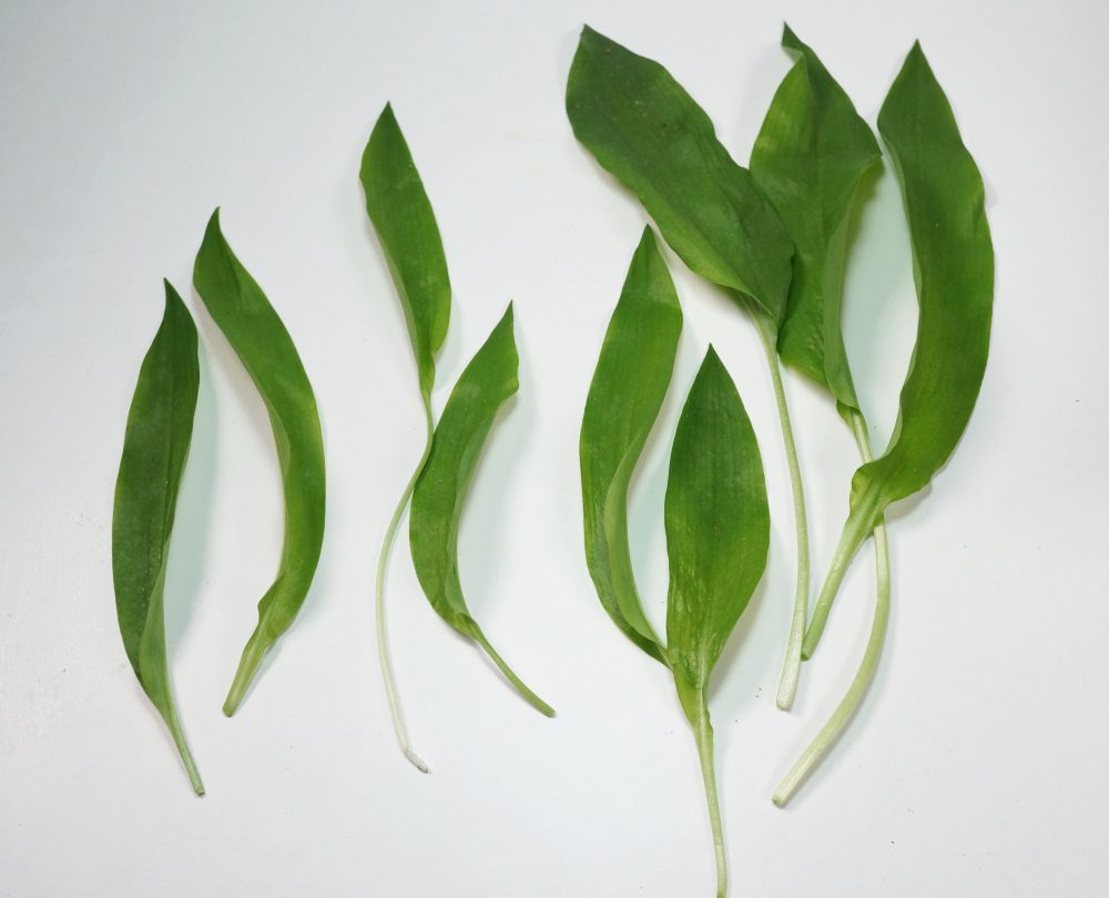 Dieses Bild hat ein leeres alt-Attribut; sein Dateiname ist bc3a4rlauch-dsc05312a-e1607898584668.jpg.