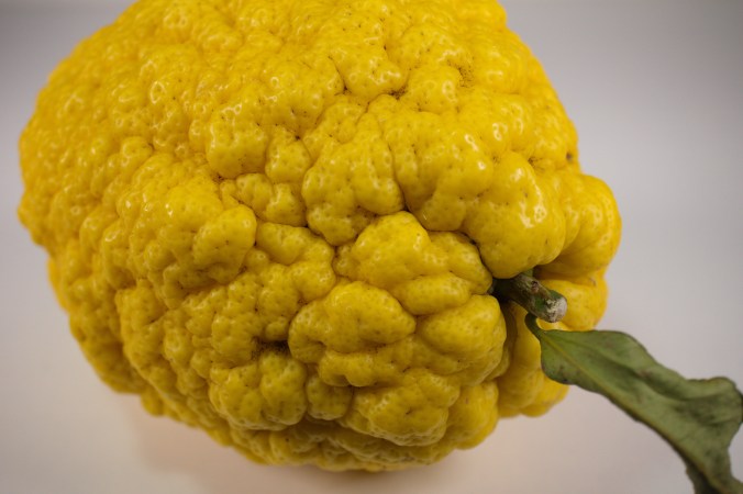 Cedri Zitrone Zedrat coconutcucumber.com DSC05945